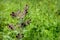 Maroon wild flowers meadow grass