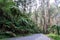 Maroondah Highway running through rainforest in Victoria, Australia