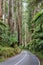 Maroondah Highway running through rainforest in Victoria, Australia