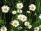 Marquerite great group , blossom close-up, white flowers on meadow, topview