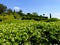 Marqueyssac pruned boxwood gardens in Vezac in the Dordogne