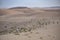 Marrakech, Morocco - Feb 21, 2023: A farmer herds his goats through the Agafay desert