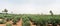 Marrakech panorama