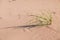 Marram Beach Grass