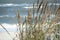 Marram beach grass close up with rough bay water