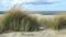 Marram grass