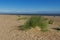 Marram Grass (Ammophila Arenaria)