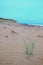 Marram Grass on Beach