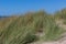 Marram grass in bloom