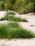 Marram grass in dunes