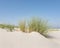 Marram grass or sand reed on sand of dune with shadows from summer sun