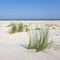 Marram grass or sand reed on sand of dune with shadows from summer sun