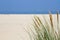 Marram grass at the seaside