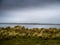 Marram grass view as storm comes in over Northam Burrows, North Devon, UK.