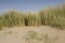 Marram grass on Whiteford beach