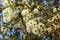 Marri flowers bloodwood tree, Red Gum, Port Gregory gum blossoming in Western Australia