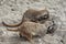 Marriage games of gophers in the spring, on the sand during the breeding season