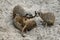 Marriage games of gophers in the spring, on the sand during the breeding season