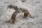 Marriage games of gophers in the spring, on the sand during the breeding season