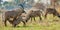 Marriage games of Roan antelope.