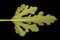 Marrow Cucurbita pepo. Leaf Closeup
