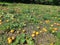 Marrow field full of ready for harvesting fruits