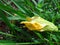 Marrow green - Yellow flower