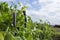 Marrowfat pea plant. Green vegetable marrow growing on bush in a vegetable garden