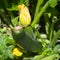 Marrows growing in garden