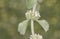 Marrubium vulgare white or common horehound ash green plant with small yellowish white flowers