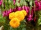 Marrygold, the flower in my garden