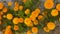 Marrygold flower in Nepal
