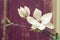 Marsala background with magnolia flowers. Blooming magnolia tree in the spring