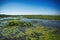 Marsh area in Point Pelee National Park, Ontario, Canada