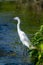 marsh bird egret in European lakes