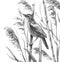 Marsh Bird Sings in Reeds