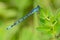 Marsh Bluet Damselfly - Enallagma ebrium