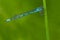 Marsh Bluet Damselfly - Enallagma ebrium