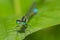 Marsh Bluetail damsefly