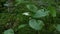 Marsh calla blooming