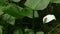 Marsh calla close-up