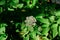 Marsh cicuta close-up, herb milestone