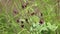 Marsh cinquefoil on the shore of a lake in the Russian Arctic