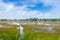 Marsh on the countryside of Arembepe - Bahia state, Brazil