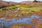 Marsh covered in vegetation, Coyote Hills Regional Park, East San Francisco Bay Area, Fremont, California