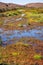 Marsh covered in vegetation, Coyote Hills Regional Park, East San Francisco Bay Area, Fremont, California