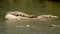 Marsh Crocodile with a baby basking on a river rock