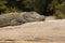 Marsh Crocodile Closeup