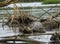 Marsh crocodile crawling on the wood over the small pond