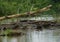 Marsh crocodile crawling on the wood over the small pond